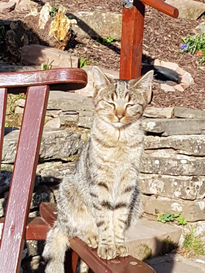 Eco Cottage Joe The Buck Craven Arms Esterno foto