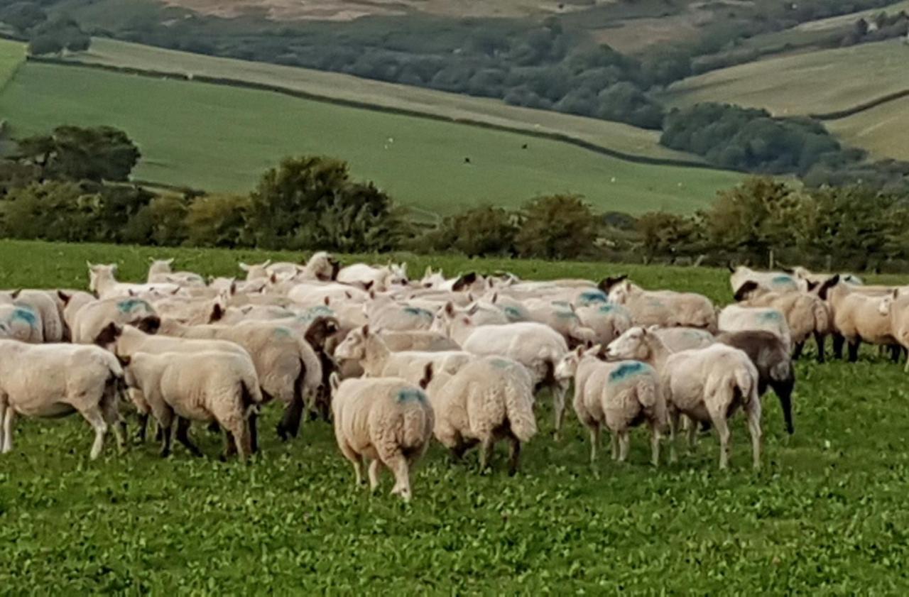 Eco Cottage Joe The Buck Craven Arms Esterno foto